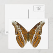 Admiraal Butterfly Briefkaart (Voorkant / Achterkant)