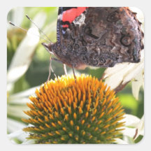 Admiraal Butterfly op Vloer
