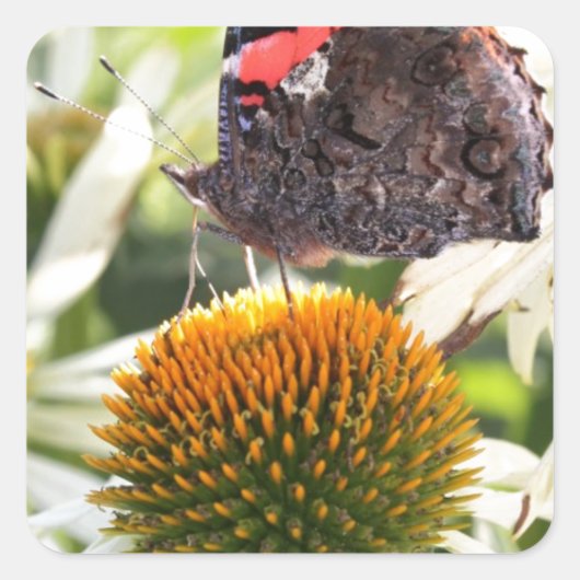 Admiraal Butterfly op Vloer Vierkante Sticker (Voorkant)