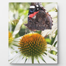 Admiraalvlinder op bloem fotoplaat