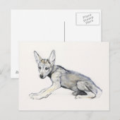 Adolescent Arabian Wolf Pup 2009 Briefkaart (Voorkant / Achterkant)