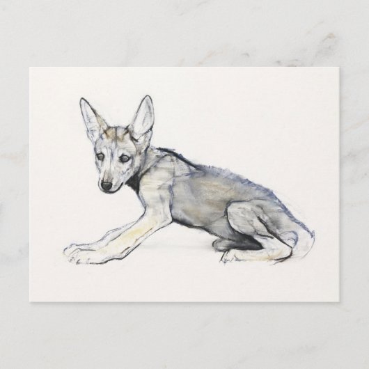 Adolescent Arabian Wolf Pup 2009 Briefkaart (Voorkant)