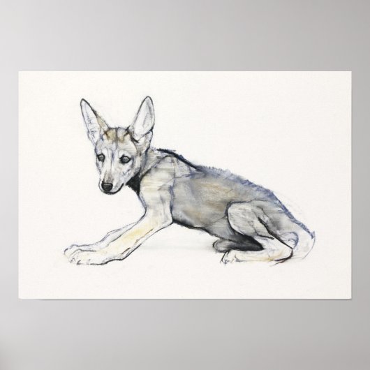 Adolescent Arabian Wolf Pup 2009 Poster (Voorkant)