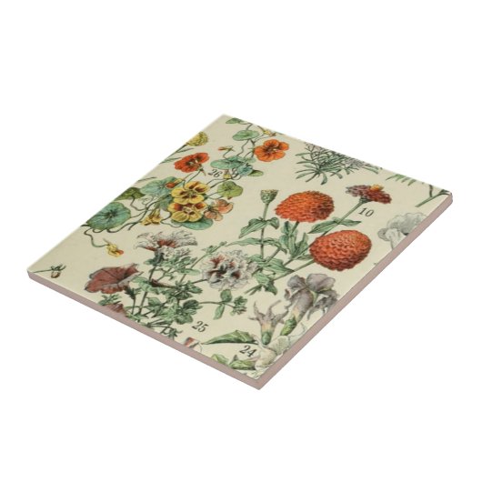 Adolph Millot Botanical Floral Detail 3 Tegeltje (Zijkant)