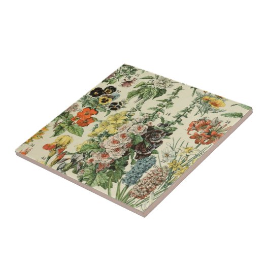 Adolph Millot Botanische Illustratie Tegeltje (Zijkant)