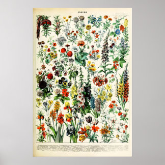 Adolphe Millot Bloem Illustratie Kunstprint Poster