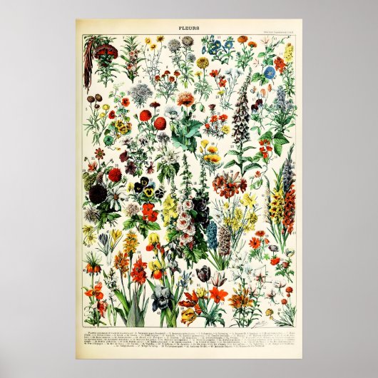 Adolphe Millot Bloem Illustratie Kunstprint Poster (Voorkant)