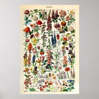 Adolphe Millot Bloem Illustratie Kunstprint Poster