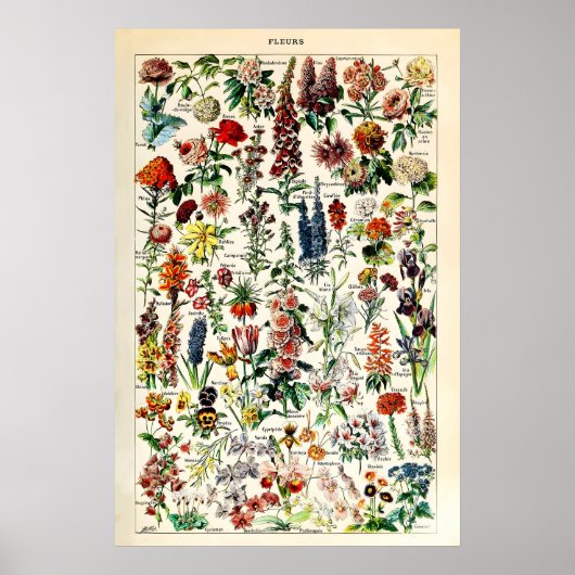 Adolphe Millot Bloem Illustratie Kunstprint Poster (Voorkant)