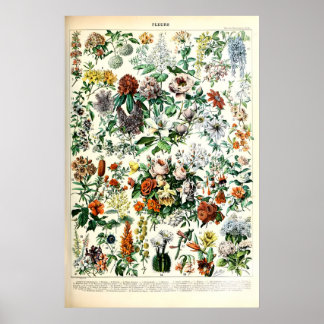 Adolphe Millot Bloem Illustratie Kunstprint Poster