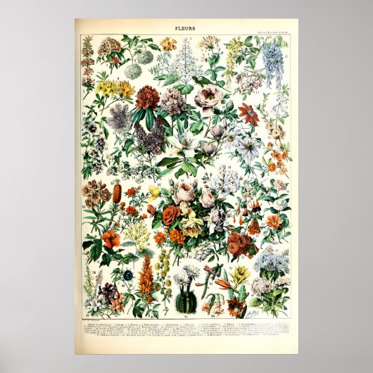Adolphe Millot Bloem Illustratie Kunstprint Poster (Voorkant)