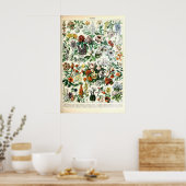 Adolphe Millot Bloem Illustratie Kunstprint Poster (Keuken)