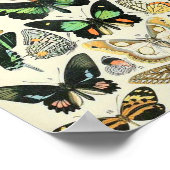 Adolphe Millot butterflies B Poster (Hoek)