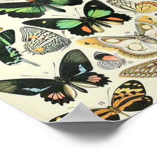 Adolphe Millot butterflies B Poster (Hoek)
