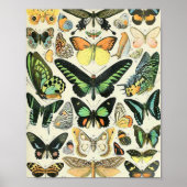 Adolphe Millot butterflies B Poster (Voorkant)