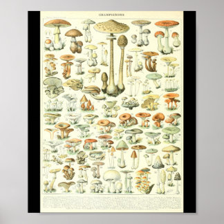 Adolphe Millot Champignon B Mushrooms Grafiek Poster