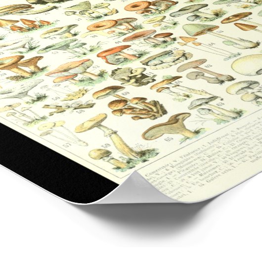 Adolphe Millot Champignon B Mushrooms Grafiek Poster (Hoek)