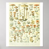 Adolphe Millot Champignon B Mushrooms Grafiek Poster (Voorkant)