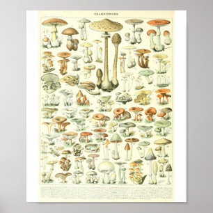 Adolphe Millot Champignon B Mushrooms Grafiek Poster