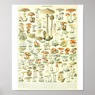 Adolphe Millot Champignon B Mushrooms Grafiek Poster