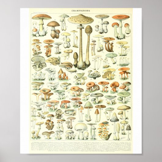 Adolphe Millot Champignon B Mushrooms Grafiek Poster (Voorkant)