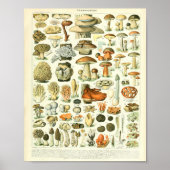 Adolphe Millot Champignon Mushroom Print (Voorkant)