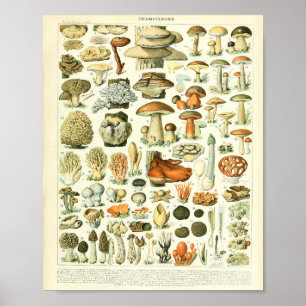 Adolphe Millot Champignon Mushroom Print