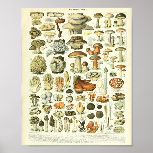 Adolphe Millot Champignon Mushroom Print (Voorkant)