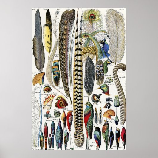 Adolphe Millot Dark Academia Vintage Bird Feather Poster (Voorkant)