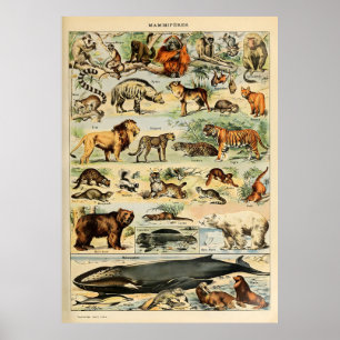 Adolphe Millot Dieren Poster