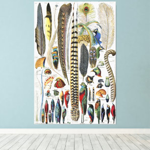 Adolphe Millot Donkere Academie Vintage Vogelveer Canvas Afdruk