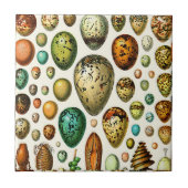 Adolphe Millot Egg Ceramics Tegeltje (Voorkant)
