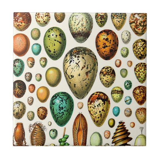 Adolphe Millot Egg Ceramics Tegeltje (Voorkant)