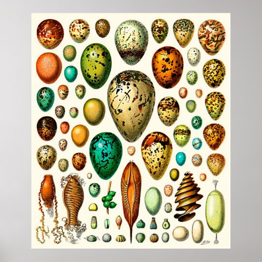 Adolphe Millot ~ Eggs Poster (Voorkant)