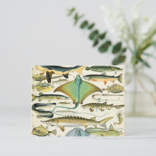 Adolphe Millot fish B Briefkaart (Staand voorkant)