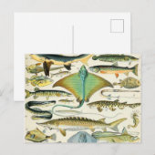 Adolphe Millot fish B Briefkaart (Voorkant / Achterkant)