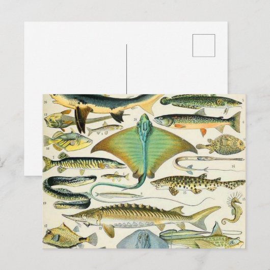Adolphe Millot fish B Briefkaart (Voorkant / Achterkant)