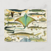 Adolphe Millot fish B Briefkaart (Voorkant)