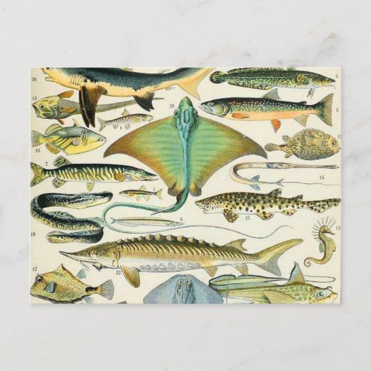 Adolphe Millot fish B Briefkaart (Voorkant)
