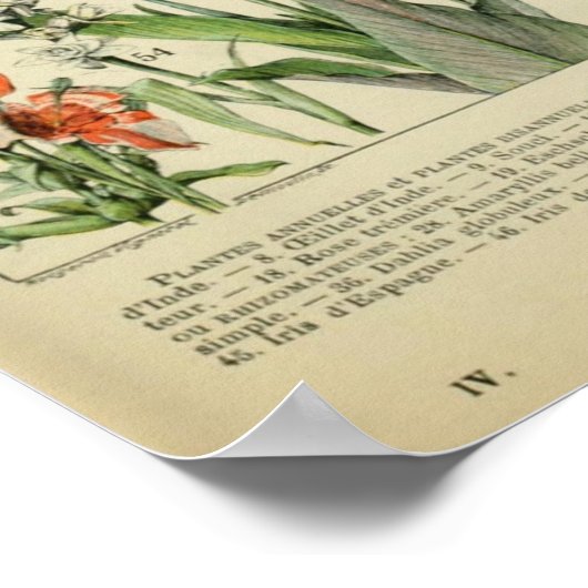 Adolphe Millot Fleurs Poster (Hoek)