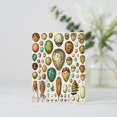 Adolphe Millot  Franse vogeleieren Briefkaart (Staand voorkant)