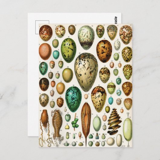 Adolphe Millot  Franse vogeleieren Briefkaart (Voorkant / Achterkant)