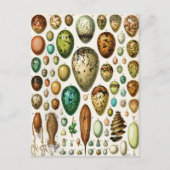 Adolphe Millot  Franse vogeleieren Briefkaart (Voorkant)