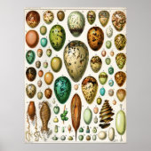 Adolphe Millot  Franse vogeleieren Poster (Voorkant)