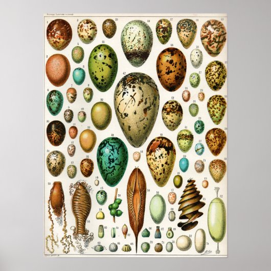 Adolphe Millot  Franse vogeleieren Poster (Voorkant)