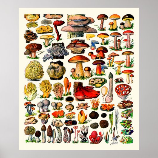 Adolphe Millot ~ Fungi Poster (Voorkant)