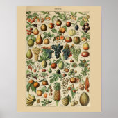 Adolphe Millot is geschikt voor Print Poster (Voorkant)