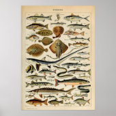 Adolphe Millot Marine Fish Poster (Voorkant)