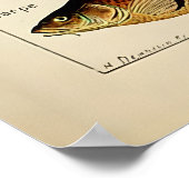 Adolphe Millot Marine Fish Poster (Hoek)