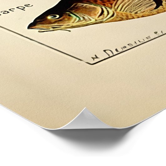 Adolphe Millot Marine Fish Poster (Hoek)